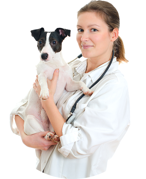 vet holding a small dog - contact us